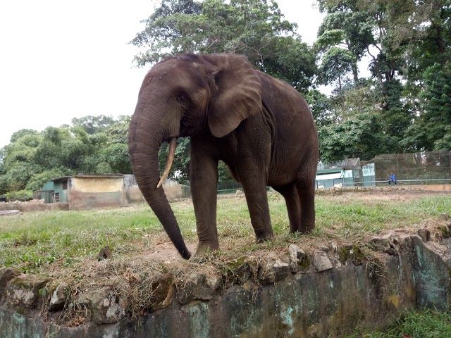 Zoo d'Abidjan